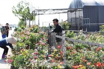 Ðào, quất, hoa tươi giảm giá