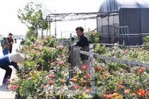 Ðào, quất, hoa tươi giảm giá