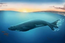 Khám phá mới về các loài hải cẩu… viết lại lịch sử tiến hóa