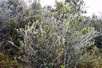 Đợt lạnh -41 độ C ở Trung Quốc ảnh hưởng đến Việt Nam