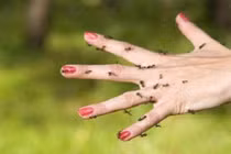 Nguyên do kiến ba khoang hay xuất hiện ban đêm