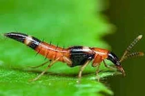 Viêm giác mạc, mù lòa vì kiến ba khoang