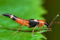 Viêm giác mạc, mù lòa vì kiến ba khoang