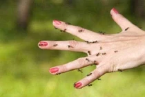 Nguyên do kiến ba khoang hay xuất hiện ban đêm