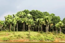 Cây cọ có phù hợp trồng ở đường cao tốc?