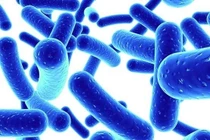 Công nghệ sản xuất lợi khuẩn probiotic