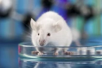 Khả năng nhiễm virus corona ở nhiều loài động vật có vú khác nhau 