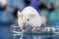 Khả năng nhiễm virus corona ở nhiều loài động vật có vú khác nhau 