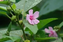 Rễ cây ké hoa đào chữa tiểu đường týp 2