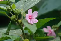 Rễ cây ké hoa đào chữa tiểu đường týp 2