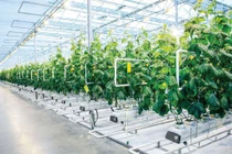 FLC được duyệt quy hoạch Dự án Nông nghiệp công nghệ cao 210,3ha tại Hà Tĩnh