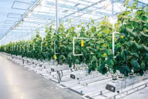 FLC được duyệt quy hoạch Dự án Nông nghiệp công nghệ cao 210,3ha tại Hà Tĩnh