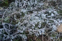 Sương muối chỉ có ở miền núi