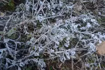 Sương muối chỉ có ở miền núi