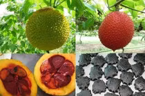 Hạt gấc trị đau khớp