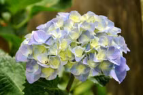 Tạo màu cho hoa đơn sắc