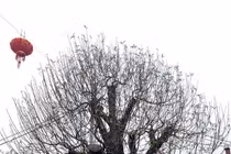 Tết đến sớm, lo đào quất "lỡ hẹn”