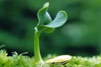 Giống cây trồng được phép sản xuất kinh doanh