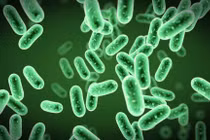 Dùng trấu để cố định vi sinh vật