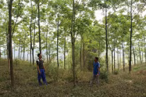 Cuộc tranh cãi về thân phận cây cao su trên vùng Tây Bắc