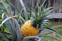 Quả dứa chữa viêm khớp