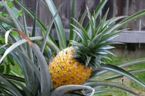 Quả dứa chữa viêm khớp