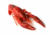 Tôm hùm đất nguy hiểm hơn ốc bươu vàng, không được kinh doanh tại Việt Nam