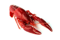 Tôm hùm đất nguy hiểm hơn ốc bươu vàng, không được kinh doanh tại Việt Nam