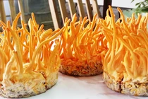 Nhộng trùng thảo: dưỡng chất chỉ như nấm ăn