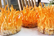 Nhộng trùng thảo: dưỡng chất chỉ như nấm ăn