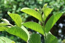 Tác dụng kỳ diệu của lá ổi