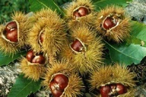 Hạt dẻ, thuốc quý mùa đông