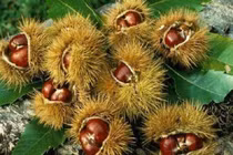 Hạt dẻ, thuốc quý mùa đông