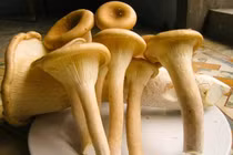 Trồng nấm chân dài từ phụ phẩm nông nghiệp