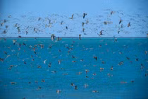 Chim có thể cảnh báo con người về các thảm họa thiên nhiên?