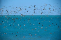 Chim có thể cảnh báo con người về các thảm họa thiên nhiên?