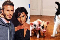 Thú chơi lợn cảnh của các sao Hollywood