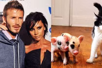 Thú chơi lợn cảnh của các sao Hollywood