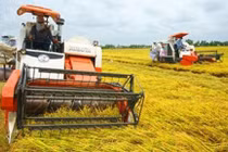 Chính thức kéo dài miễn thuế sử dụng đất nông nghiệp đến hết năm 2025