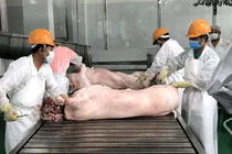 Bổ sung nửa triệu tấn thực phẩm, giá lợn vẫn đắt đỏ nhất lịch sử