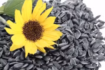 Hạt hướng dương bổ thần kinh 