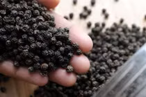 Xuất khẩu hồ tiêu: tăng lượng, giảm giá trị