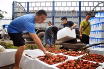 Xuất khẩu quả vải tươi qua cửa khẩu bằng 1/5 so với mọi năm