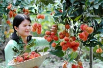 Quả không bị rơi dễ bảo quản