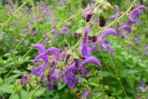 Đan sâm chữa kinh nguyệt không đều ở phụ nữ