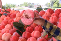 Việt Nam không trồng được đào tiên