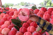 Việt Nam không trồng được đào tiên