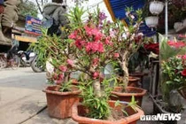 Tràn ngập đào Trung Quốc “đội lốt” đào Thất Thốn, nhập rẻ bán đắt