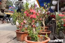 Tràn ngập đào Trung Quốc “đội lốt” đào Thất Thốn, nhập rẻ bán đắt