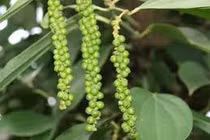 Hồ tiêu của Việt Nam mắc kẹt tại Nepal được tái xuất về nước